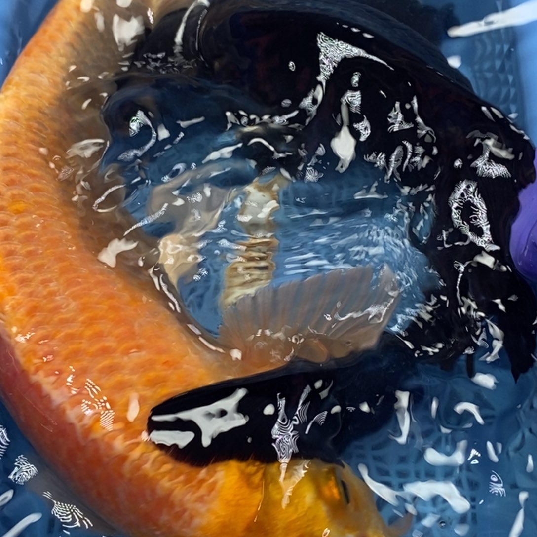 锦鲤冷水锦鲤包邮