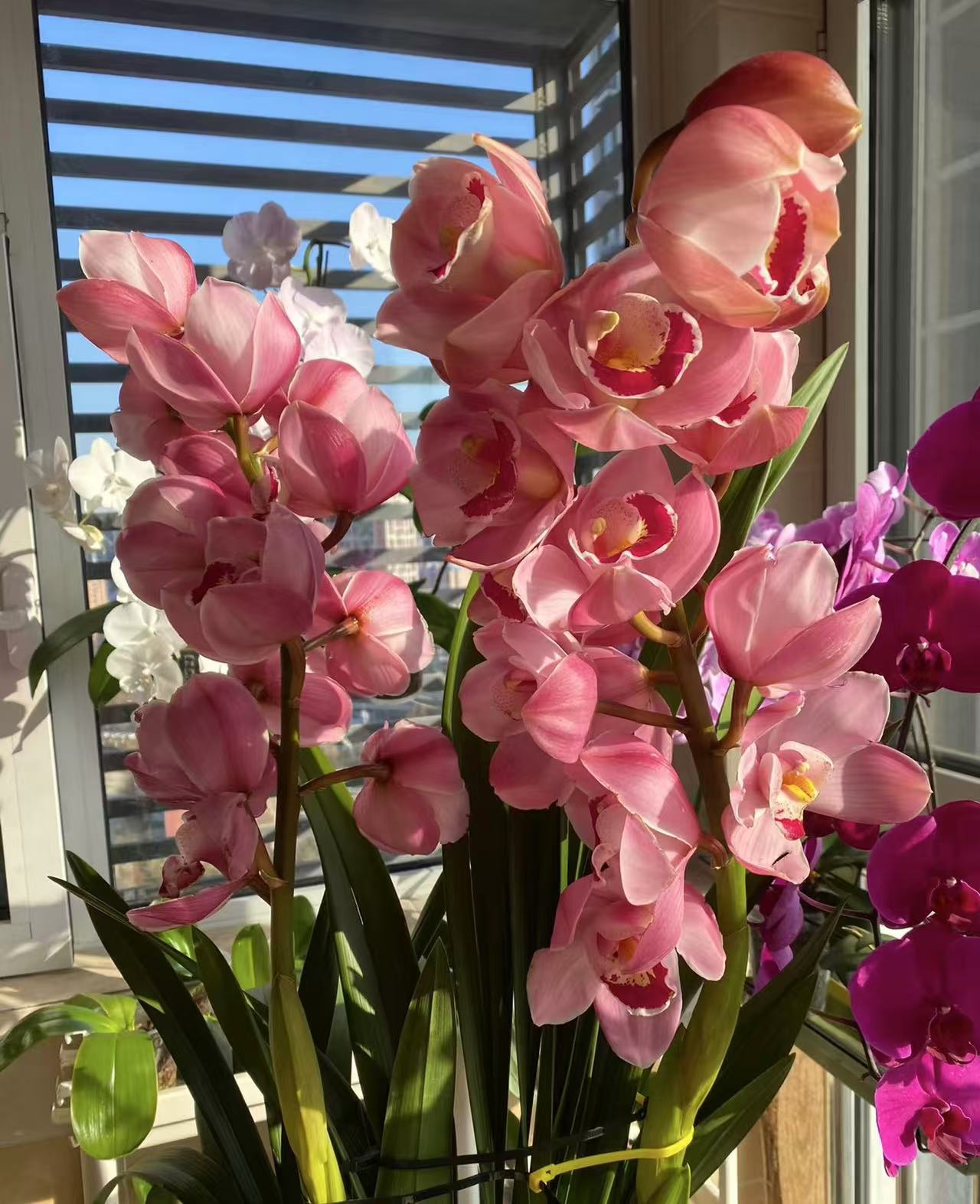 宇辰【朝阳 直兰】大花蕙兰盆栽年宵花卉生苞发货