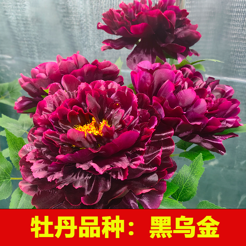 精品牡丹花苗 黑乌金 庭院地栽盆栽开花大花期长易养活