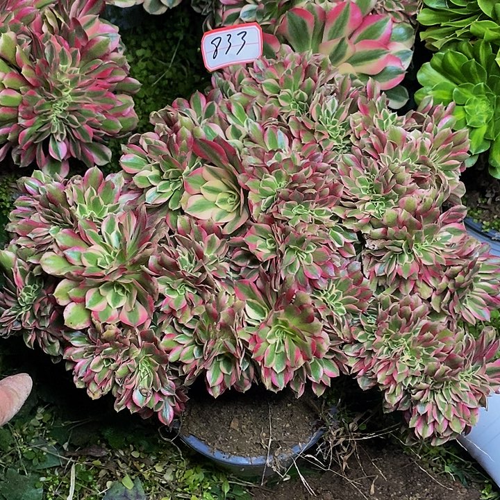 粉女郎缀化老桩833号