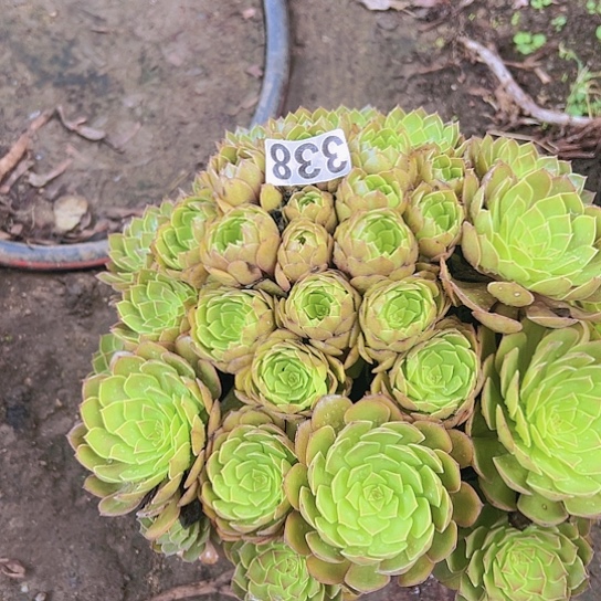 叶***子多肉植物一个红魔