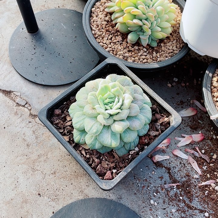 哈****好泡泡纱25一盆548454584845545