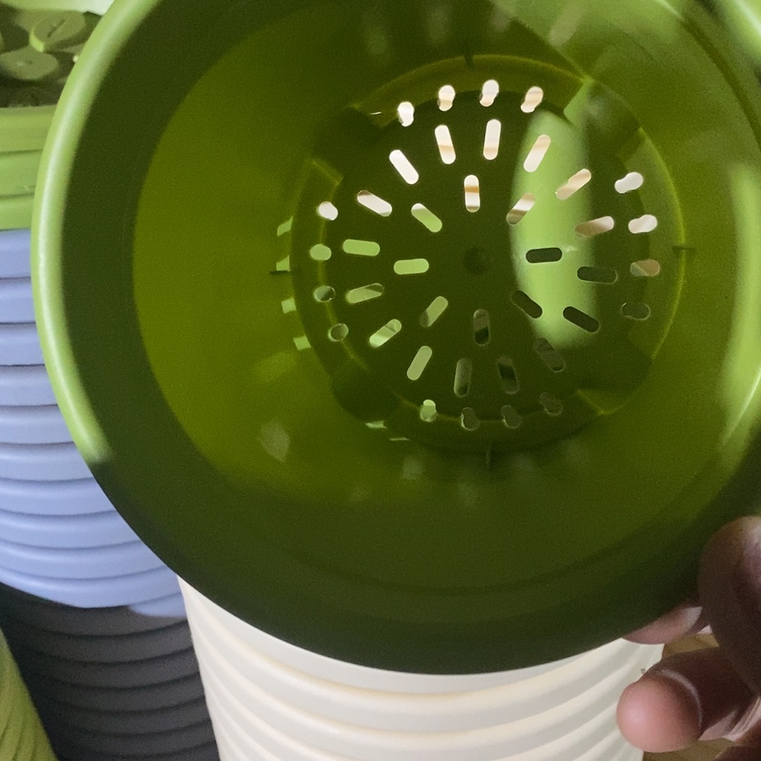 四季1号10个带拖果绿