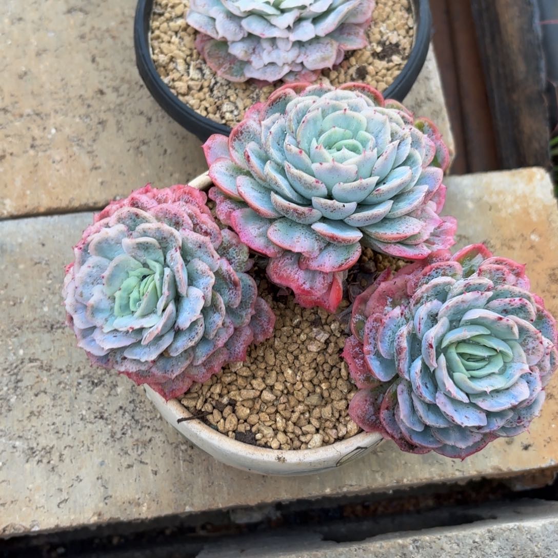 A***哈哈哈哈哈哈哈哈