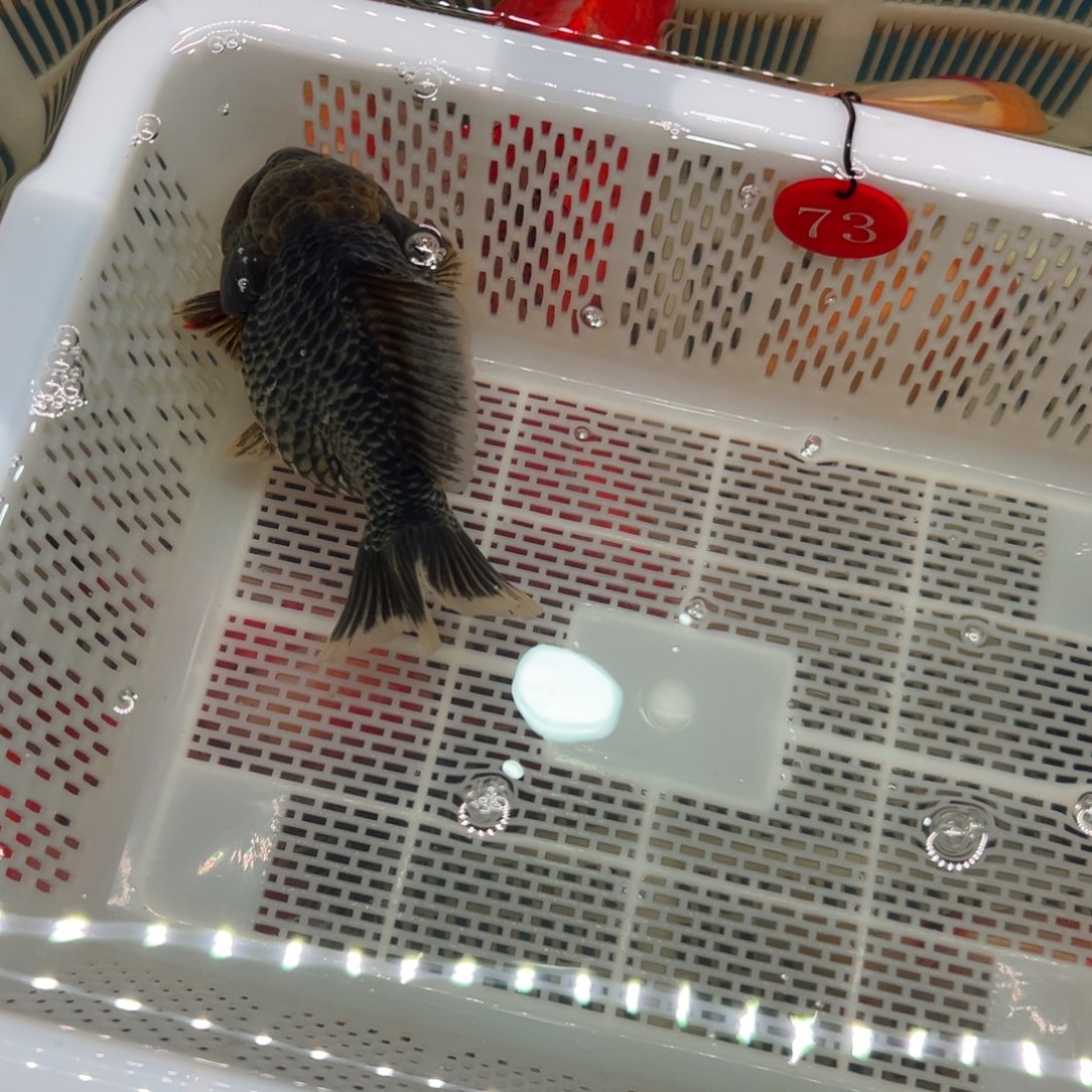 我***凶金鱼你好吗我好难受