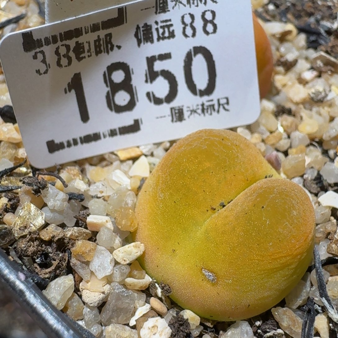 Zzzzzz生石花肉锥1850疤特