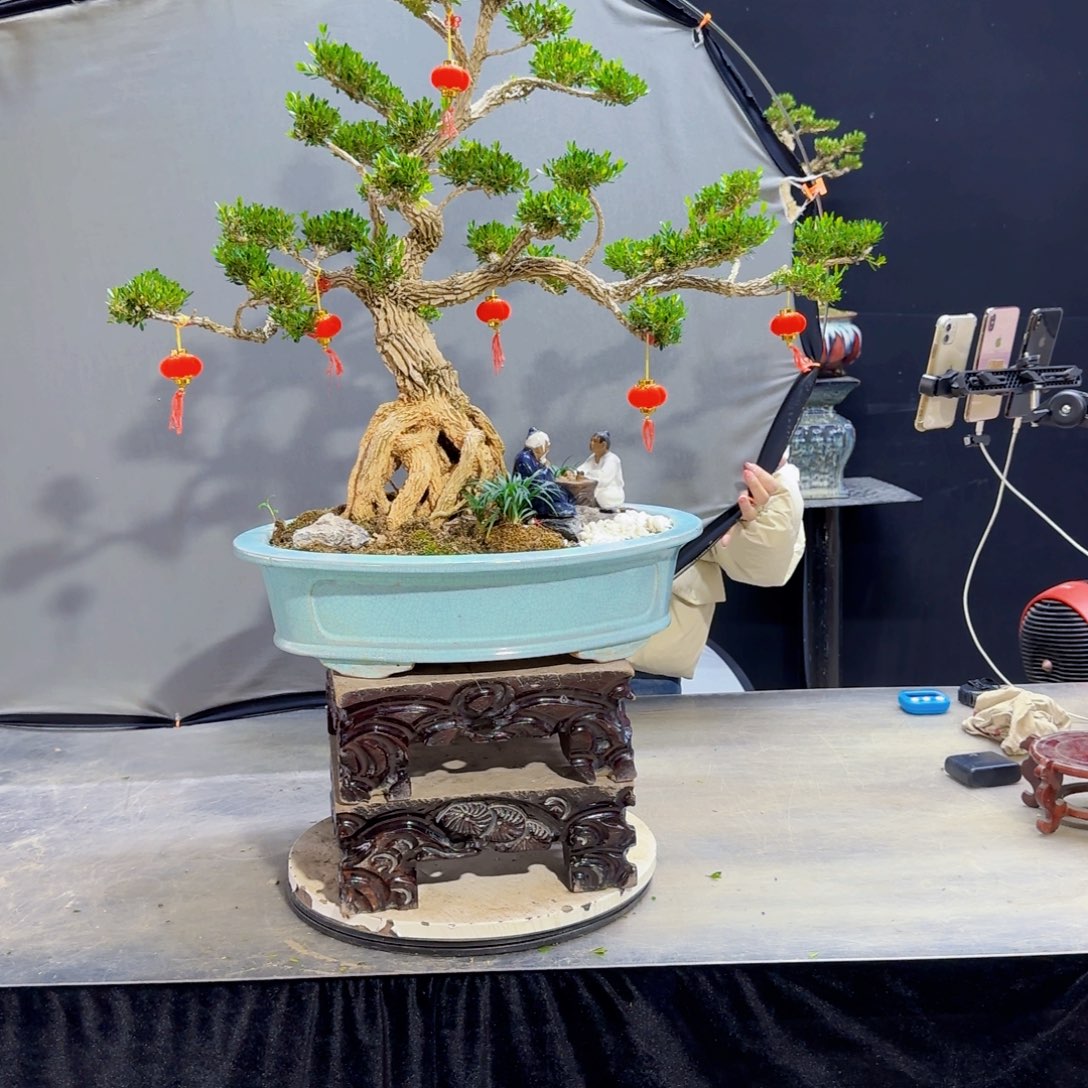 黄杨盆景艺术作品