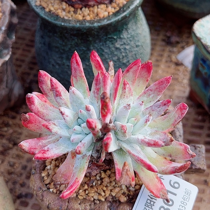 8616海瑟苹果叶仙女杯