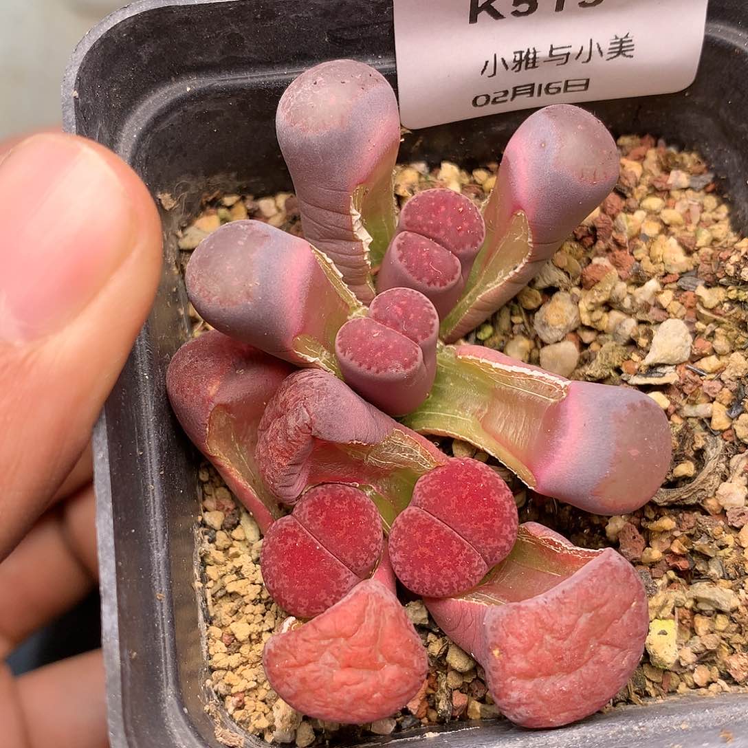 K515多肉植物保护