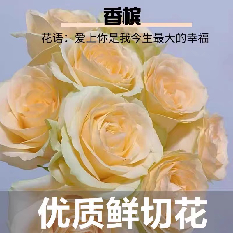香槟玫瑰鲜切花四季开花适合家庭，办公室，瓶插花养护