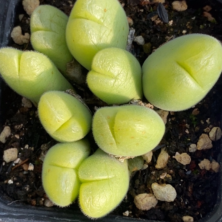 1628长毛毛翠滴一群