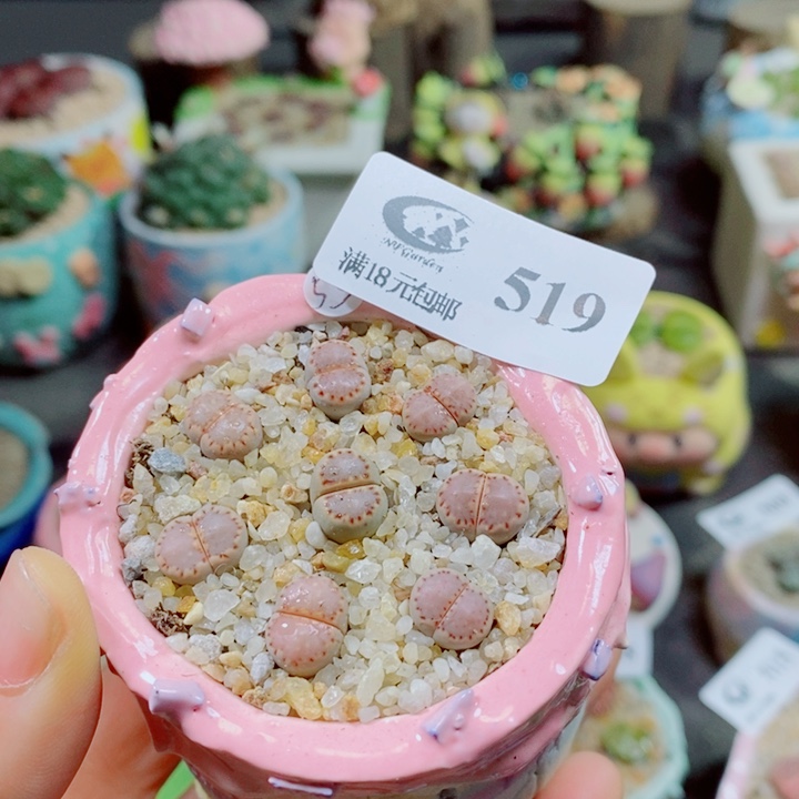 ****菁生石花花花花花花花519