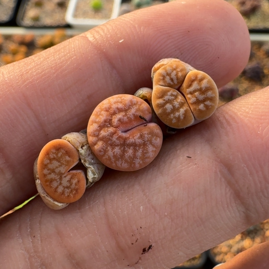 云缦精品番杏9.31