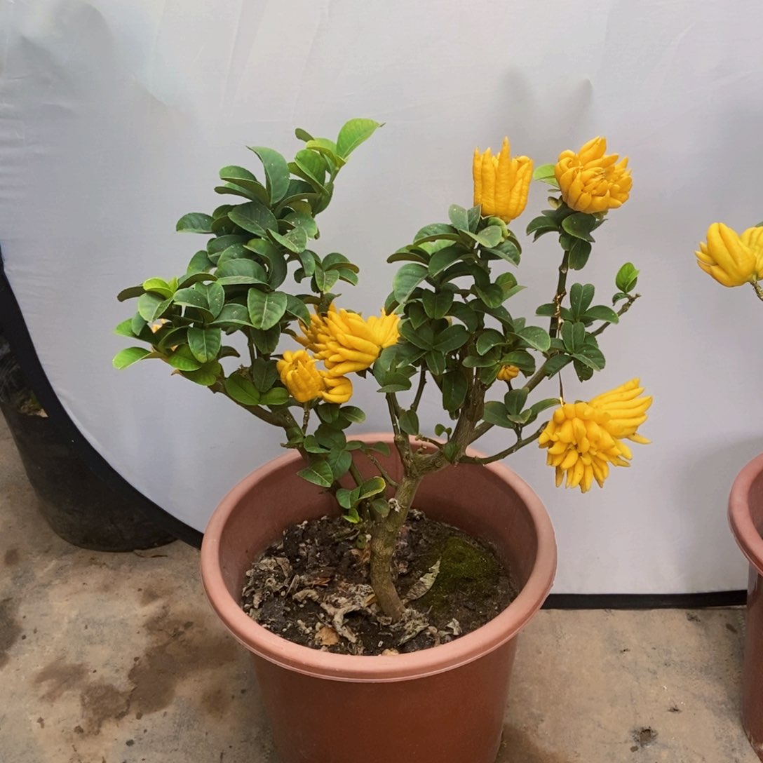无花朵佛手盆栽植物