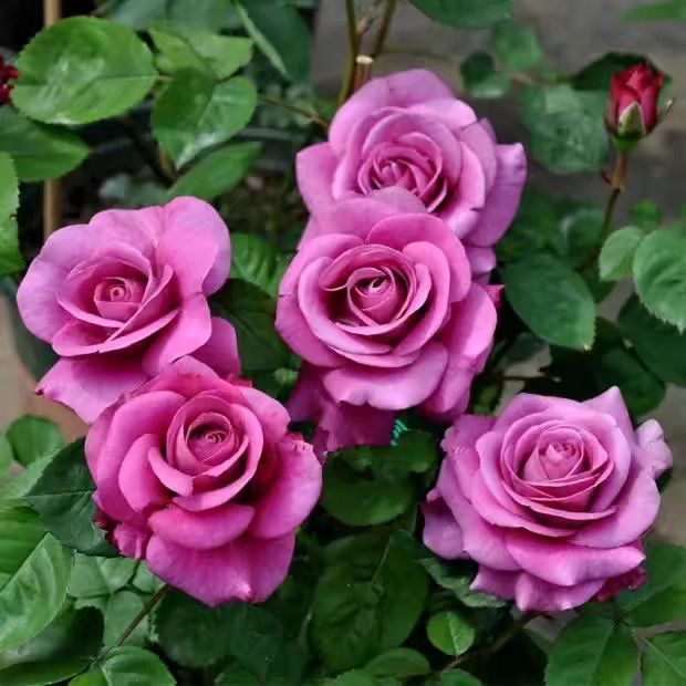 【水王星】阳台庭院四季开花好养护月季盆栽