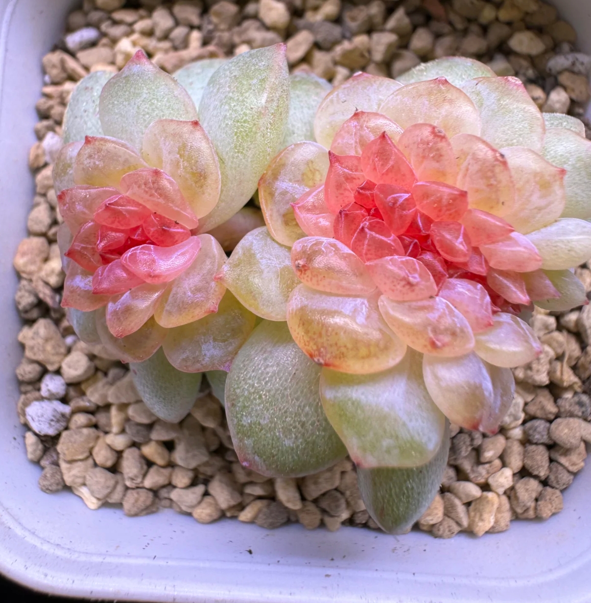 紫嫣烟霞多肉植物