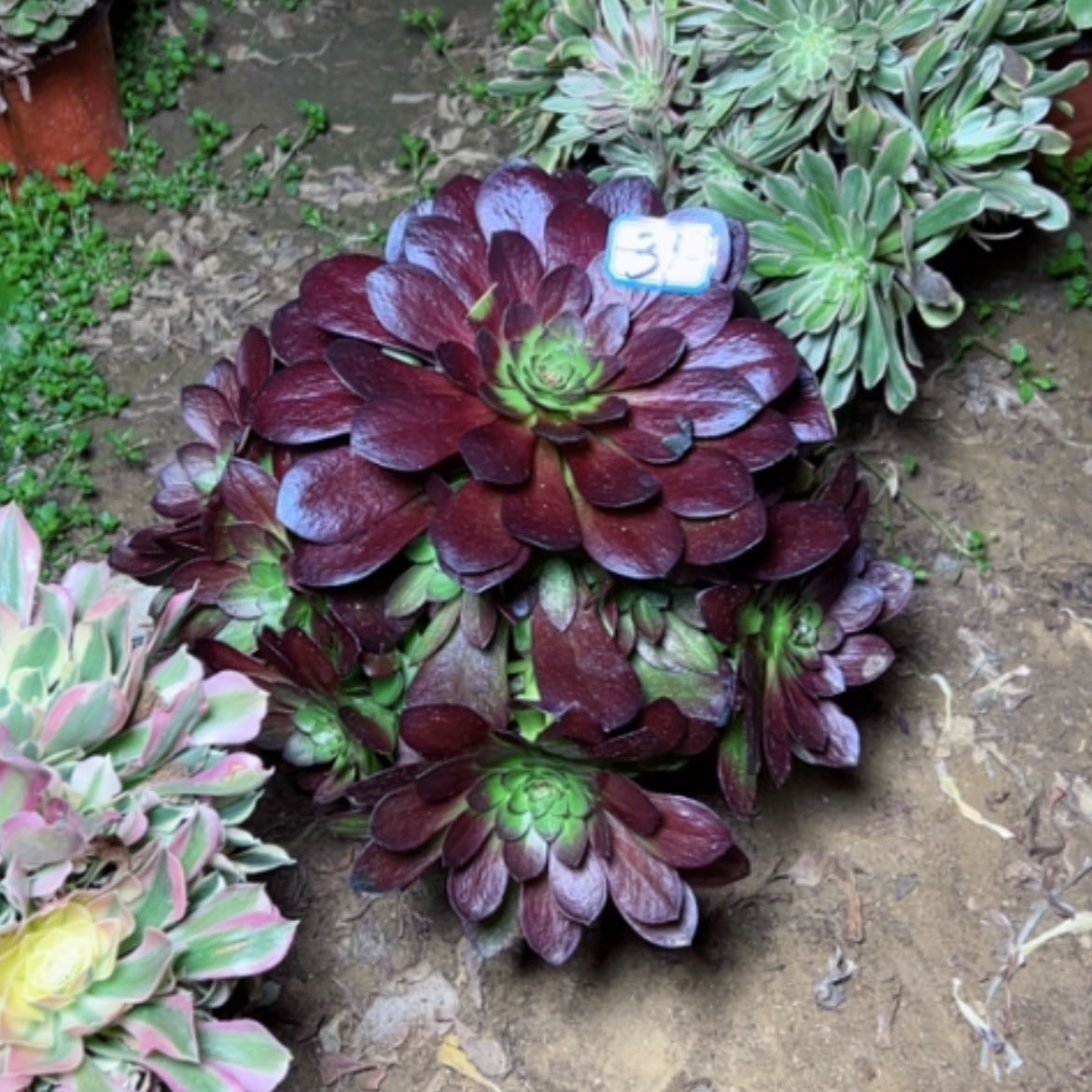 【闪购商品】多肉植物黑魔31水桩