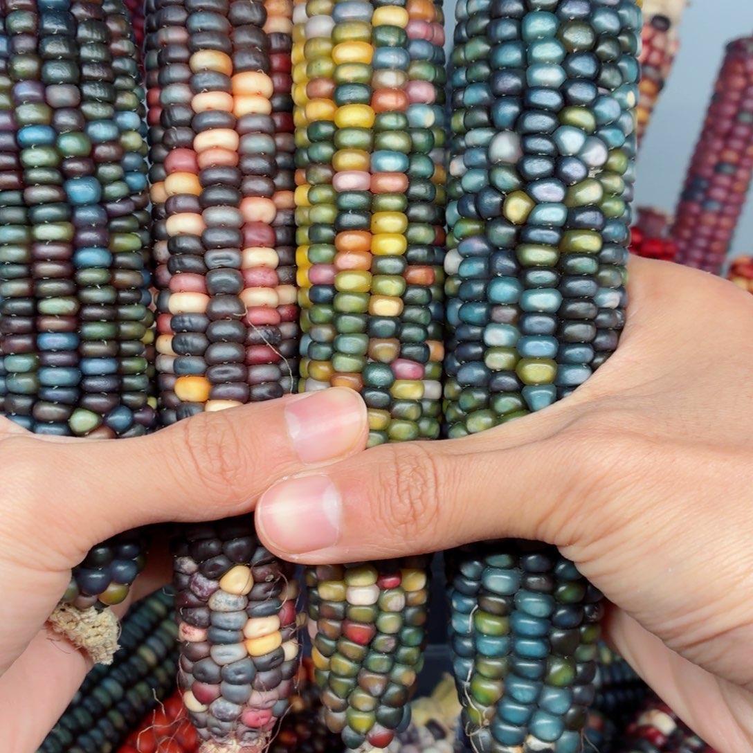 小***长吊坠白玉菩提文玩精品文玩精品