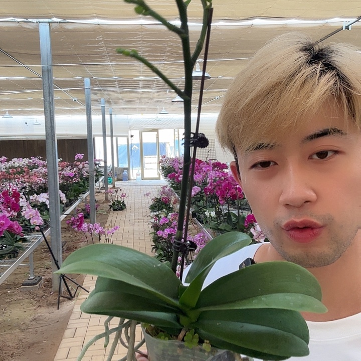 完全开放绿熊花苞柱