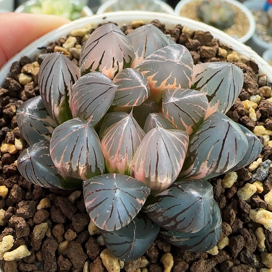 356号霓虹灯一物一拍带盆土