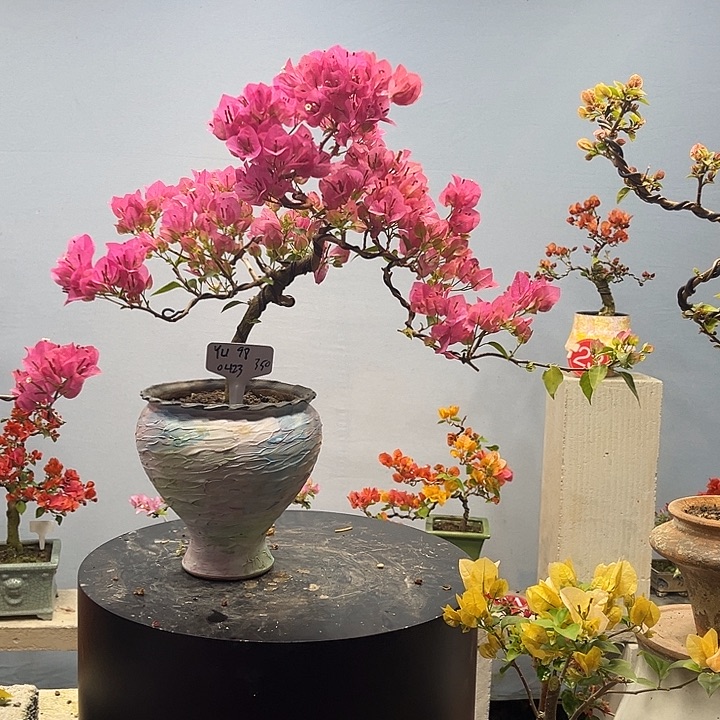 完全开放三角梅一物一拍