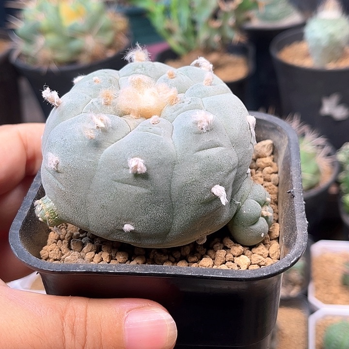 无花朵特白肌海鲜
