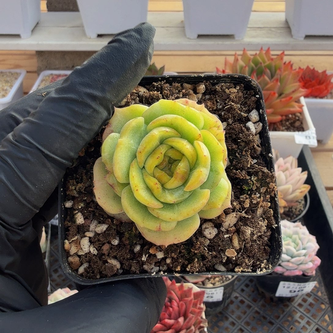 1206-100珍妮石化单头