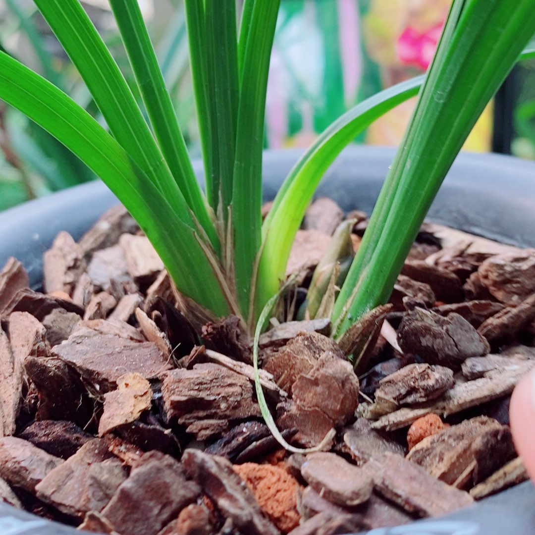 当前无花栽培后可以开花