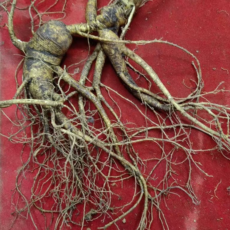 长白山新鲜人参，煲汤泡酒