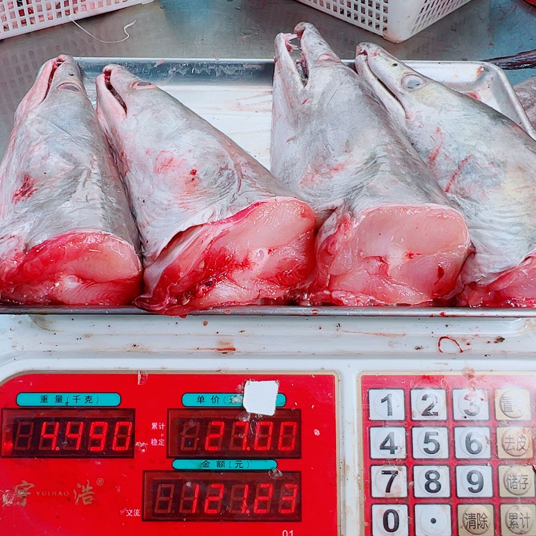 中国大陆四个鳗鱼头