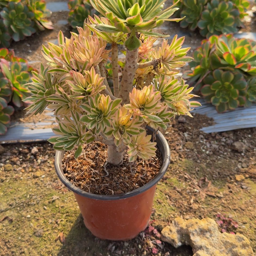 681夕颜 多肉植物