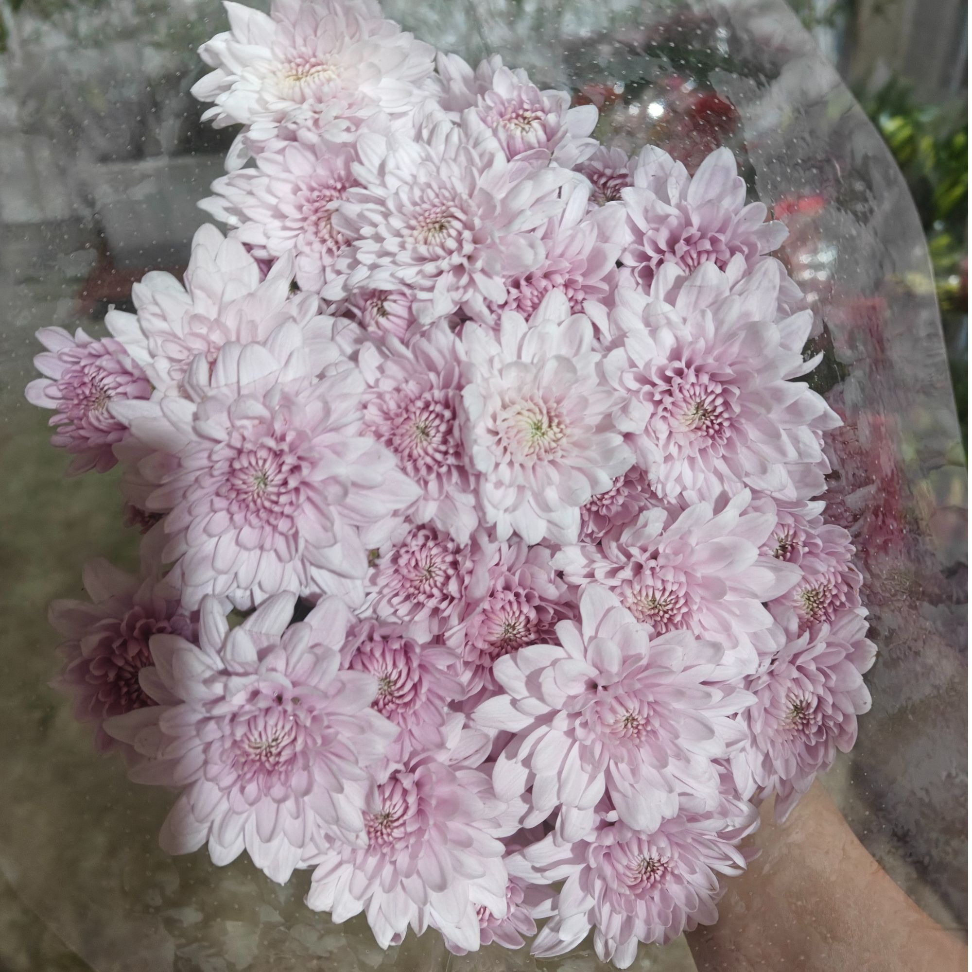 （梦幻）小雏菊水生鲜切花东北发货彩色顺丰包邮产地直发漂亮新鲜