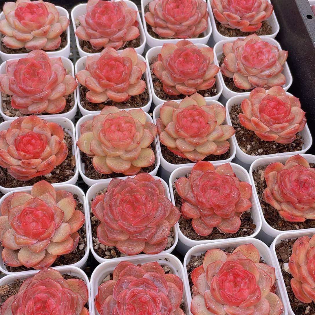 172号 珍妮琥珀单头2个