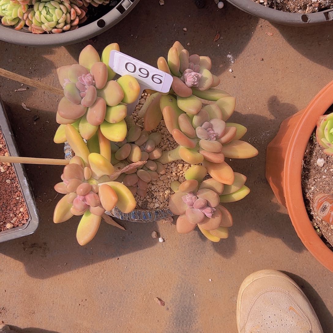 光****狂096芒果奶48。。。