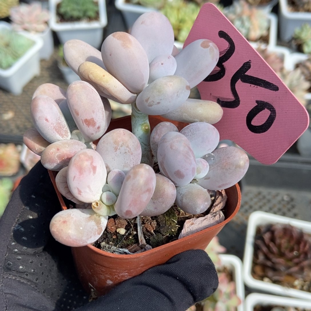 350奶酪多肉植物保护