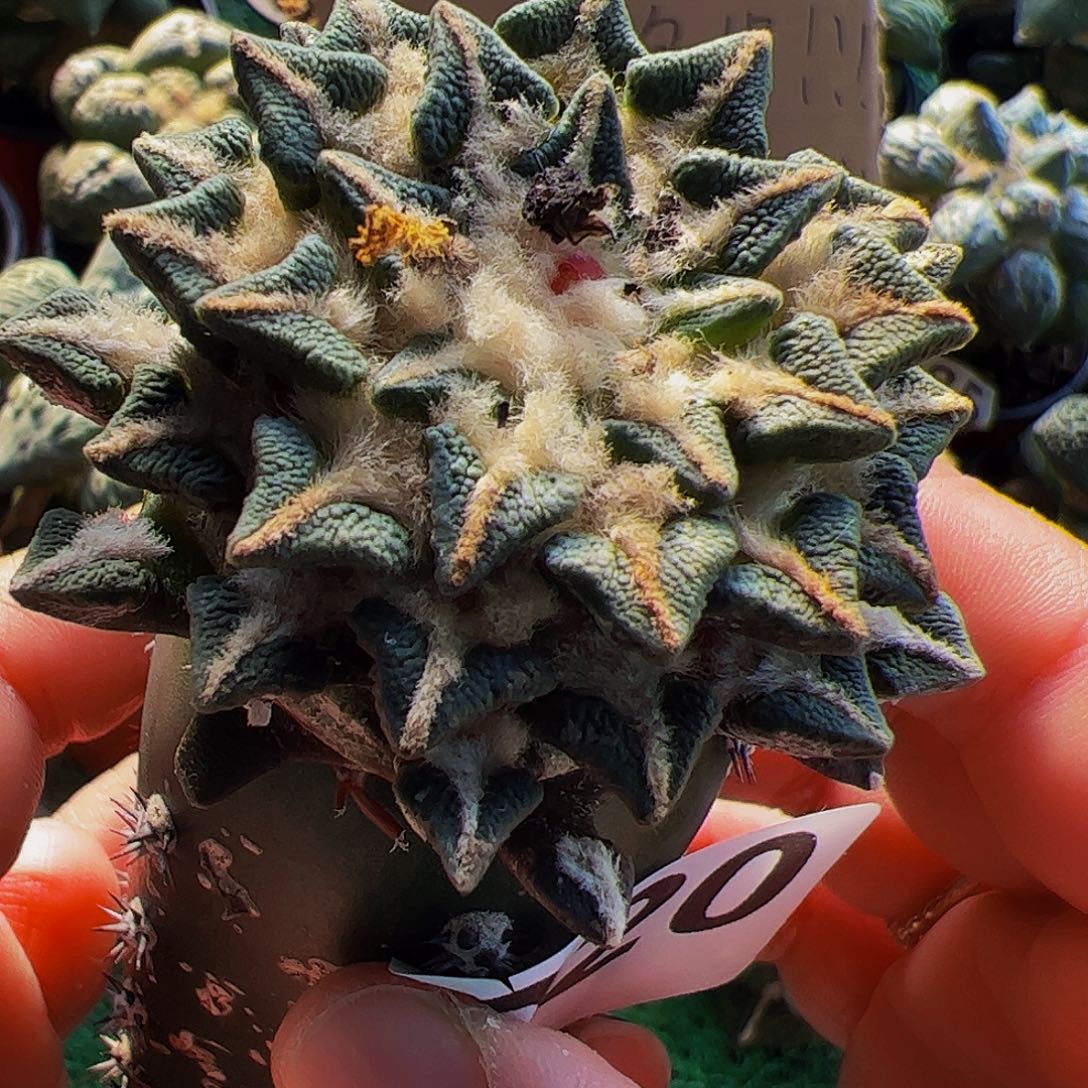 无花朵黑牡丹仙人球220