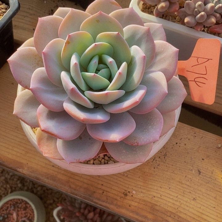 昊****这个我都看出来这一集