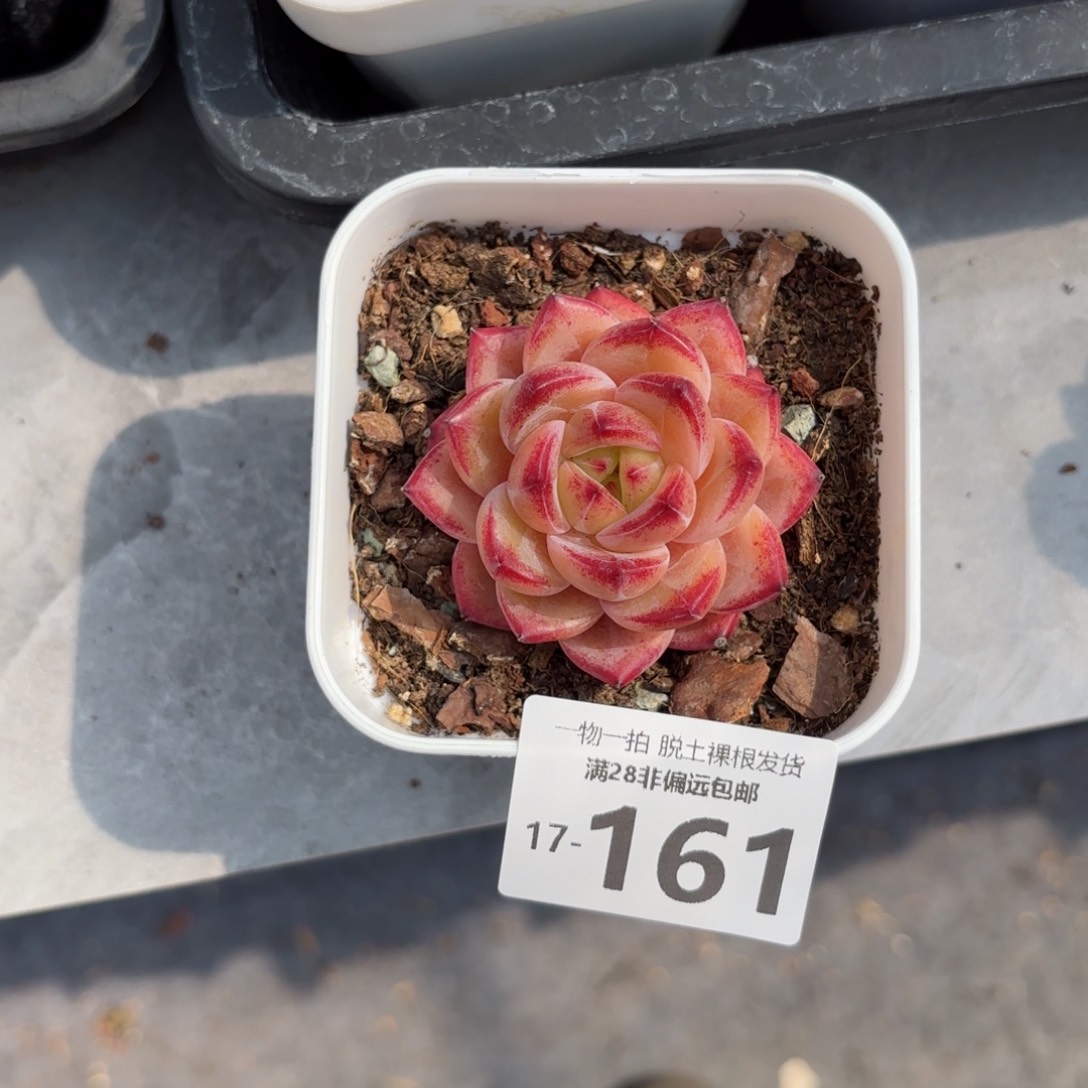 黑武士老桩多肉多肉