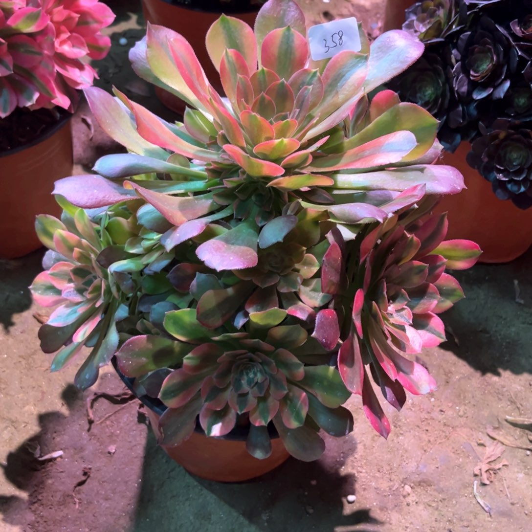 多肉植物雅典娜358