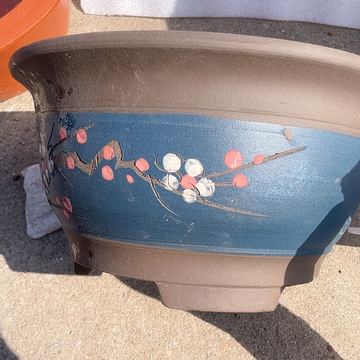 紫砂蓝富贵点菜大哈哈哈哈