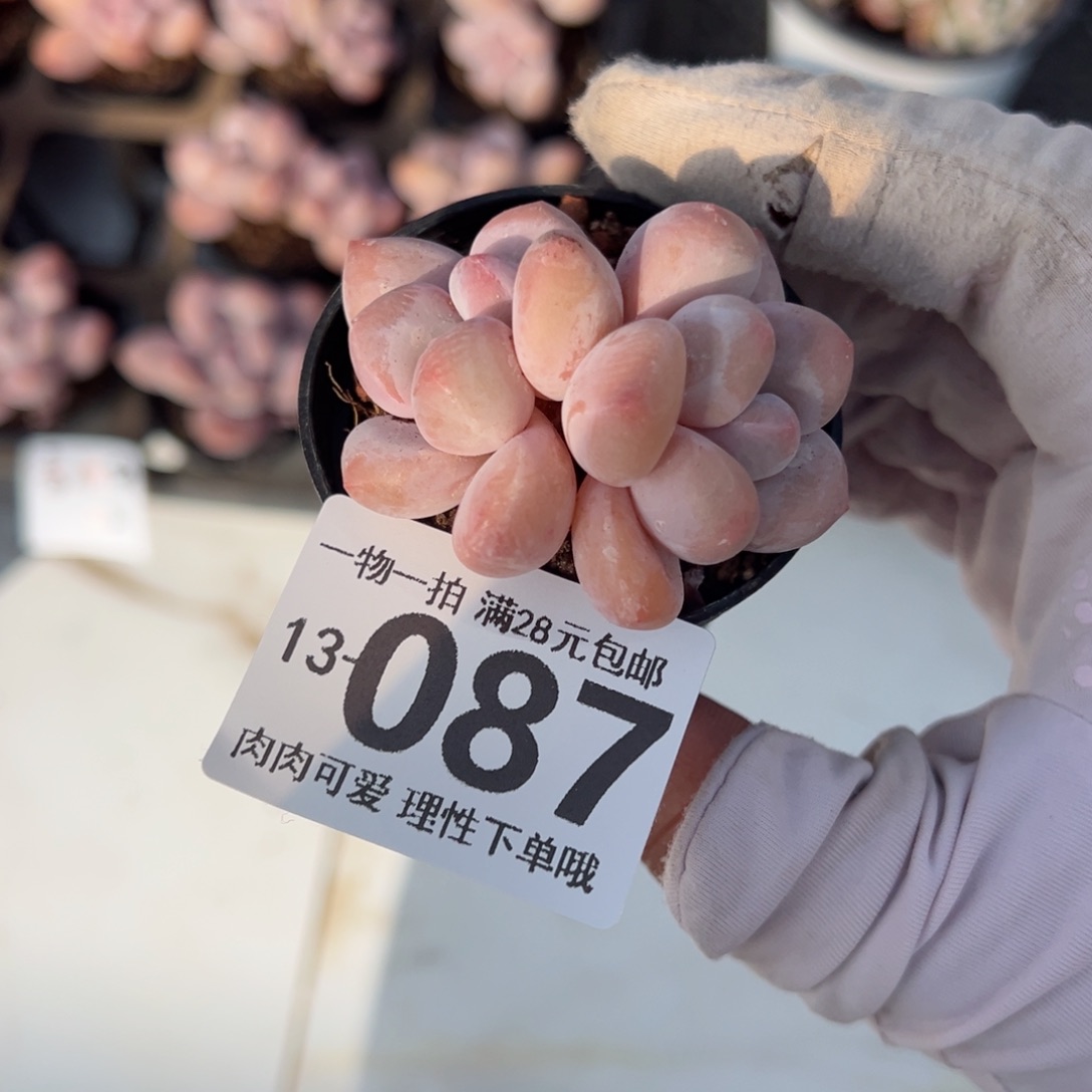 香水奶多肉多肉多肉多肉