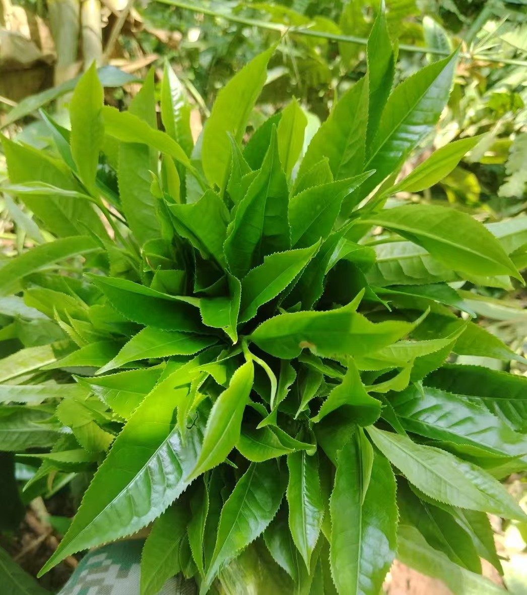 鸿云茶厂 2025年森林 高杆 生茶散茶 普洱茶生茶 200克/份