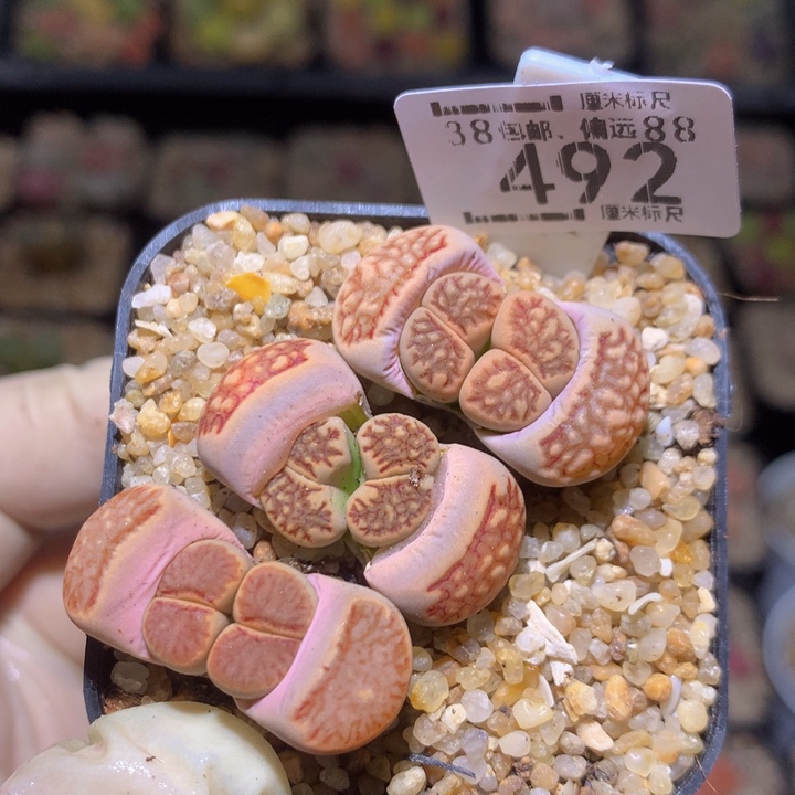 zzz精品生石花492