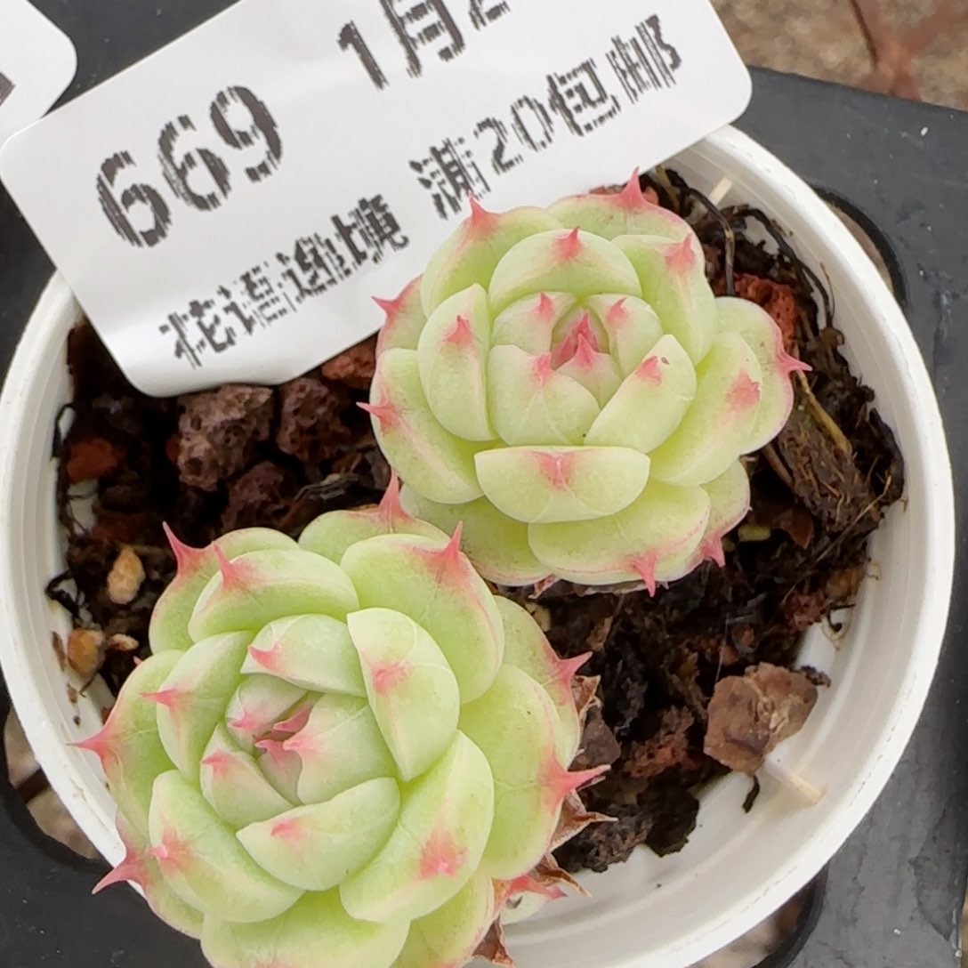 花语逸镜0127-669