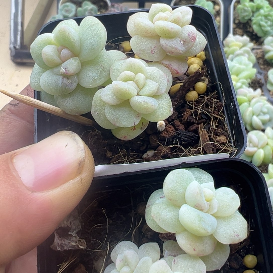 冰玉石化2颗包邮55