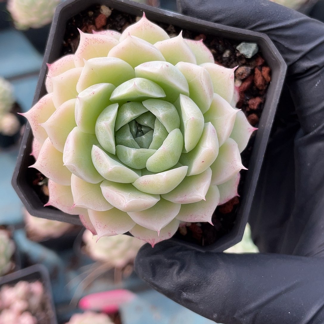 优选玫瑰女王237