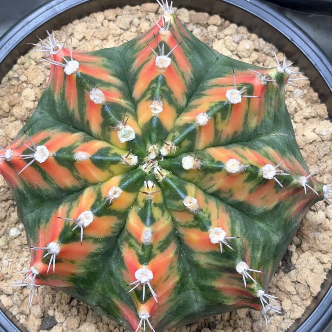 无花朵泰系实生，规律棱背V锦
