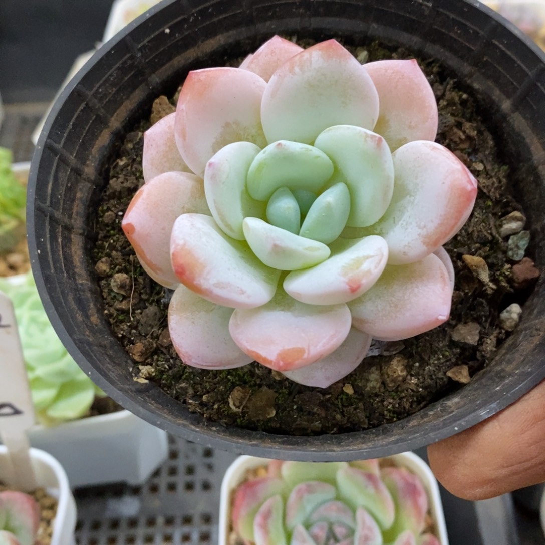 精品多肉一一物一拍不包整55