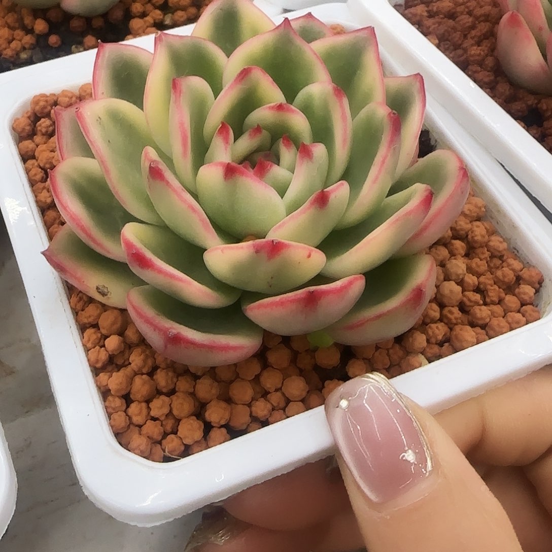 蔚蓝乌木锦多肉植物