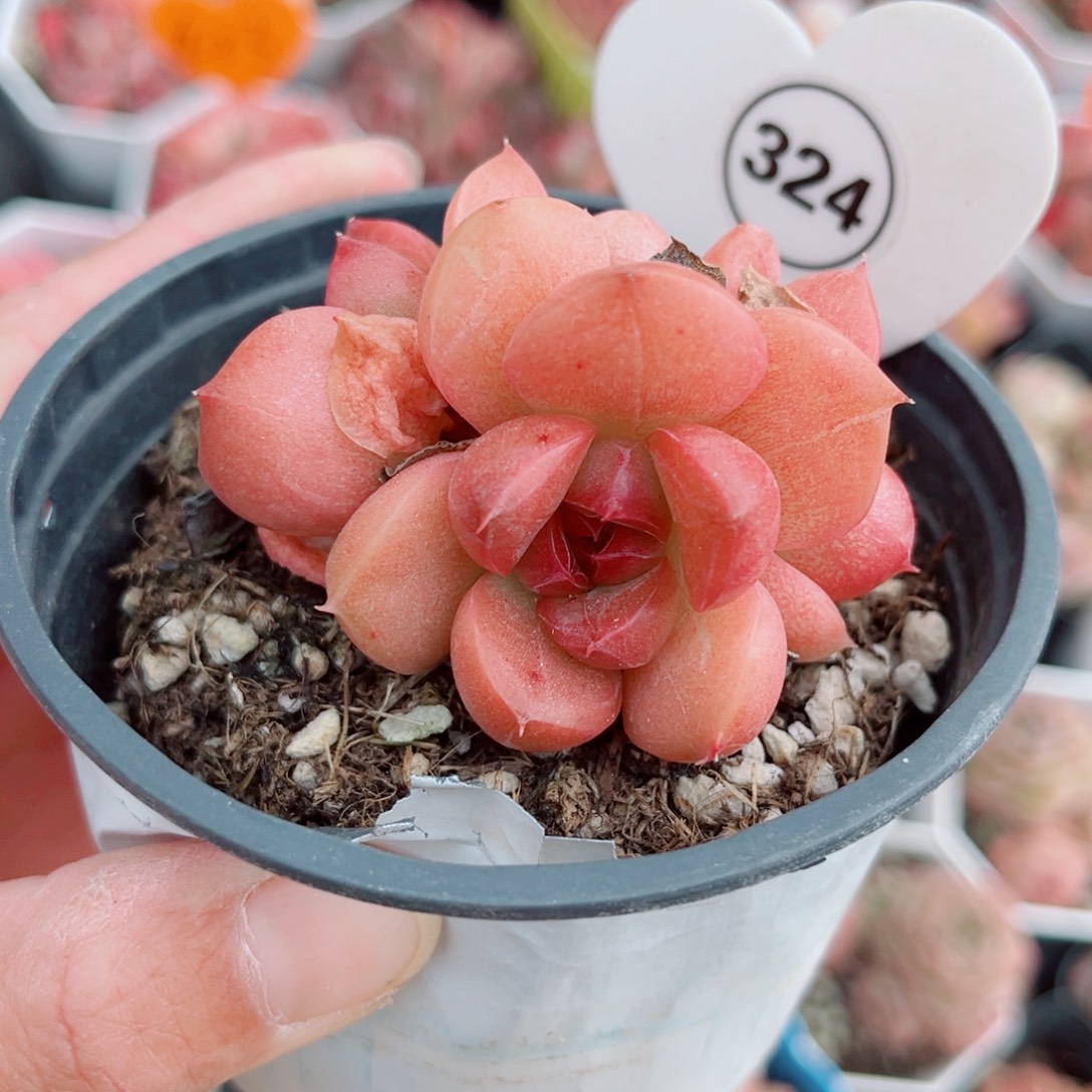 324号小老桩珍妮群